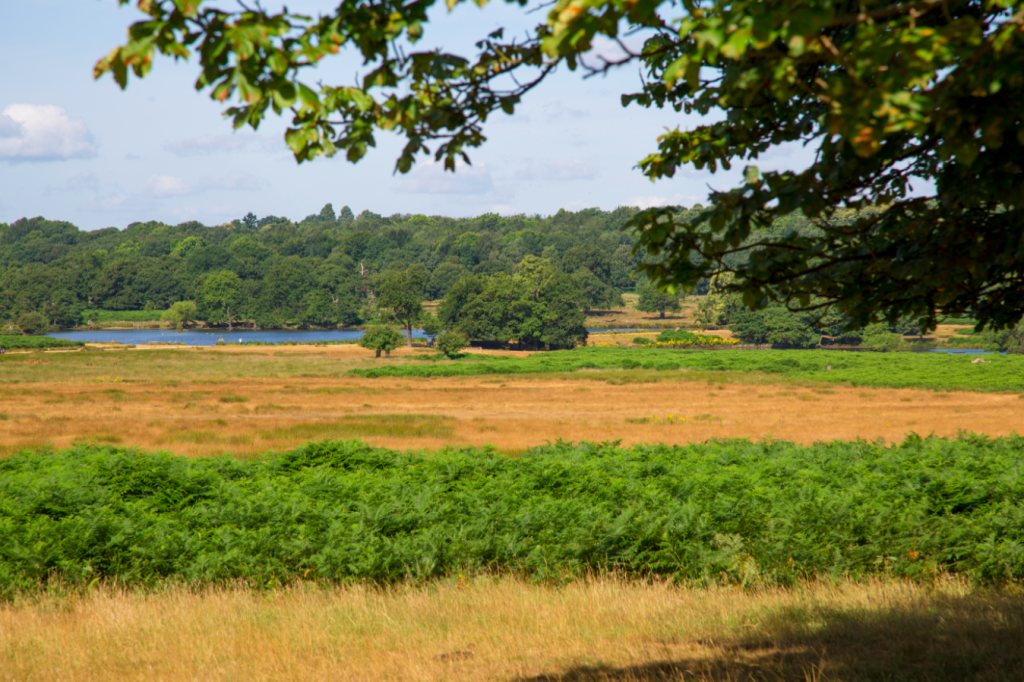 Richmond Park, London, by Stephanie Sadler, Little Observationist