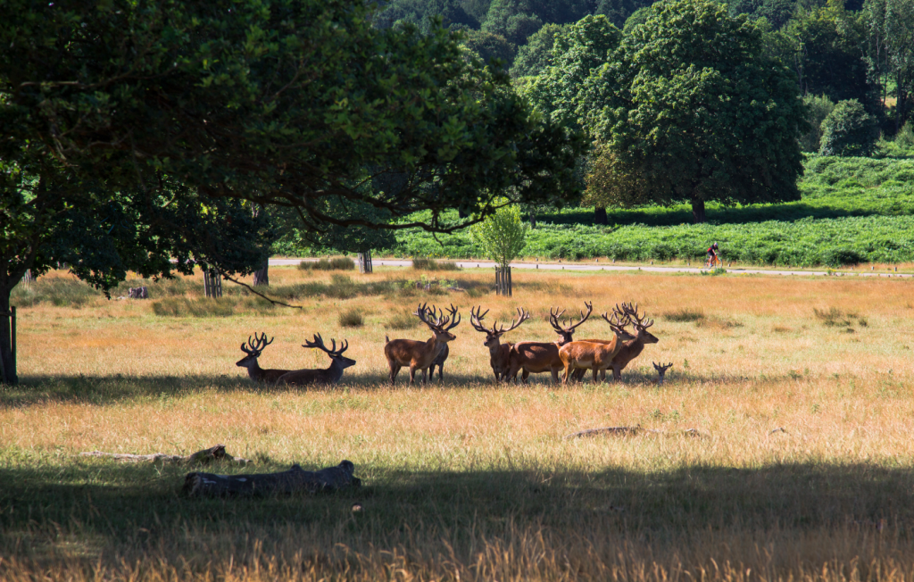 Richmond Park, London, by Stephanie Sadler, Little Observationist