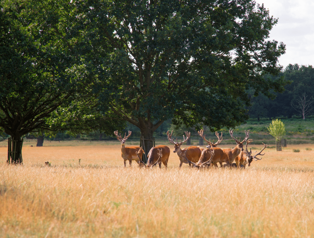 Richmond Park, London, by Stephanie Sadler, Little Observationist