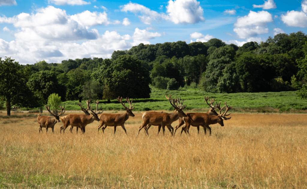 Richmond Park, London, by Stephanie Sadler, Little Observationist