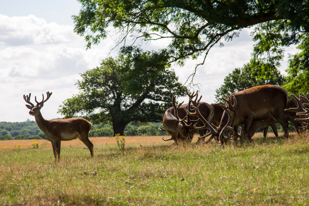 Richmond Park, London, by Stephanie Sadler, Little Observationist