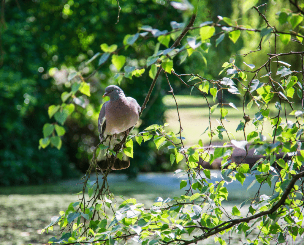 Richmond Park, London, by Stephanie Sadler, Little Observationist