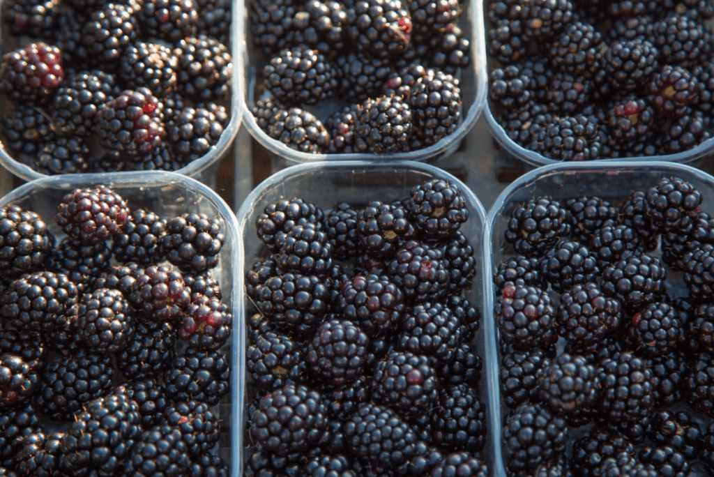 Marylebone Farmers Market, London by Stephanie Sadler, Little Observationist