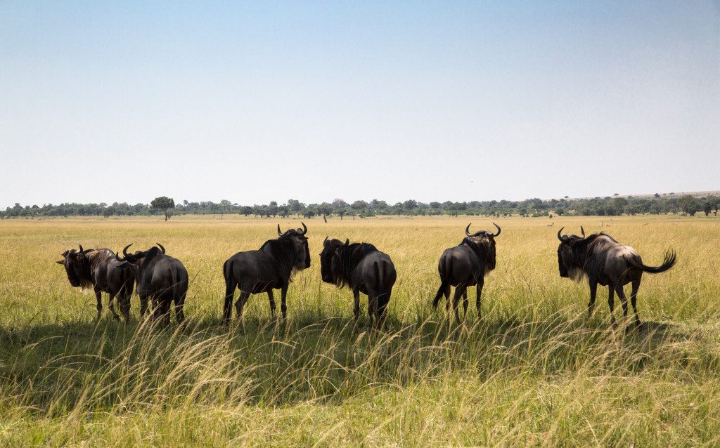 Maasai Mara, Kenya by Stephanie Sadler, Little Observationist