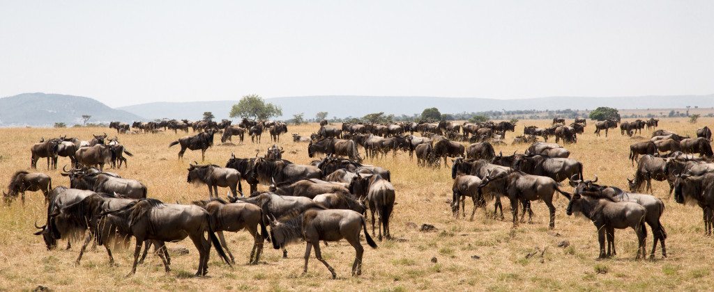 Maasai Mara, Kenya by Stephanie Sadler, Little Observationist