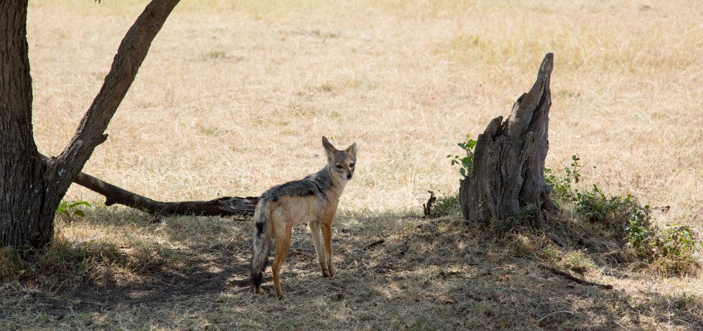 Maasai Mara, Kenya by Stephanie Sadler, Little Observationist