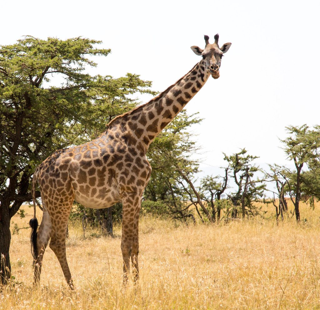 Maasai Mara, Kenya by Stephanie Sadler, Little Observationist