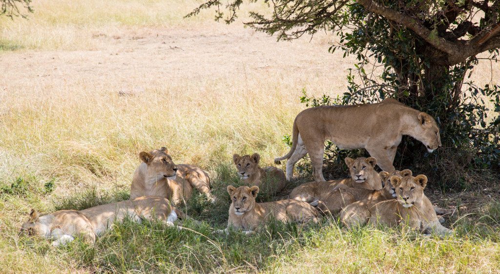 Maasai Mara, Kenya by Stephanie Sadler, Little Observationist