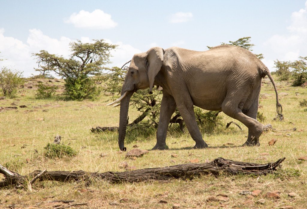 Maasai Mara, Kenya by Stephanie Sadler, Little Observationist