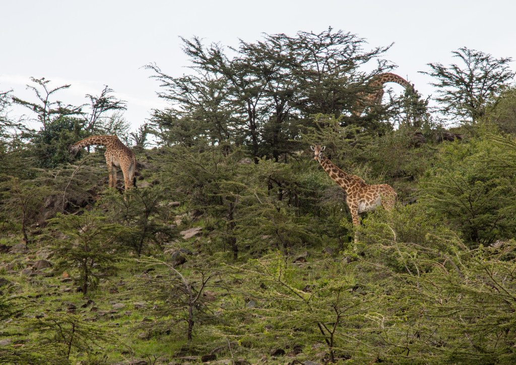 Maasai Mara, Kenya by Stephanie Sadler, Little Observationist