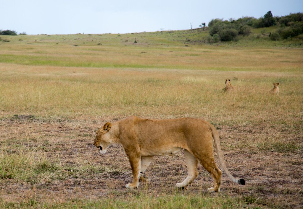 Maasai Mara, Kenya by Stephanie Sadler, Little Observationist