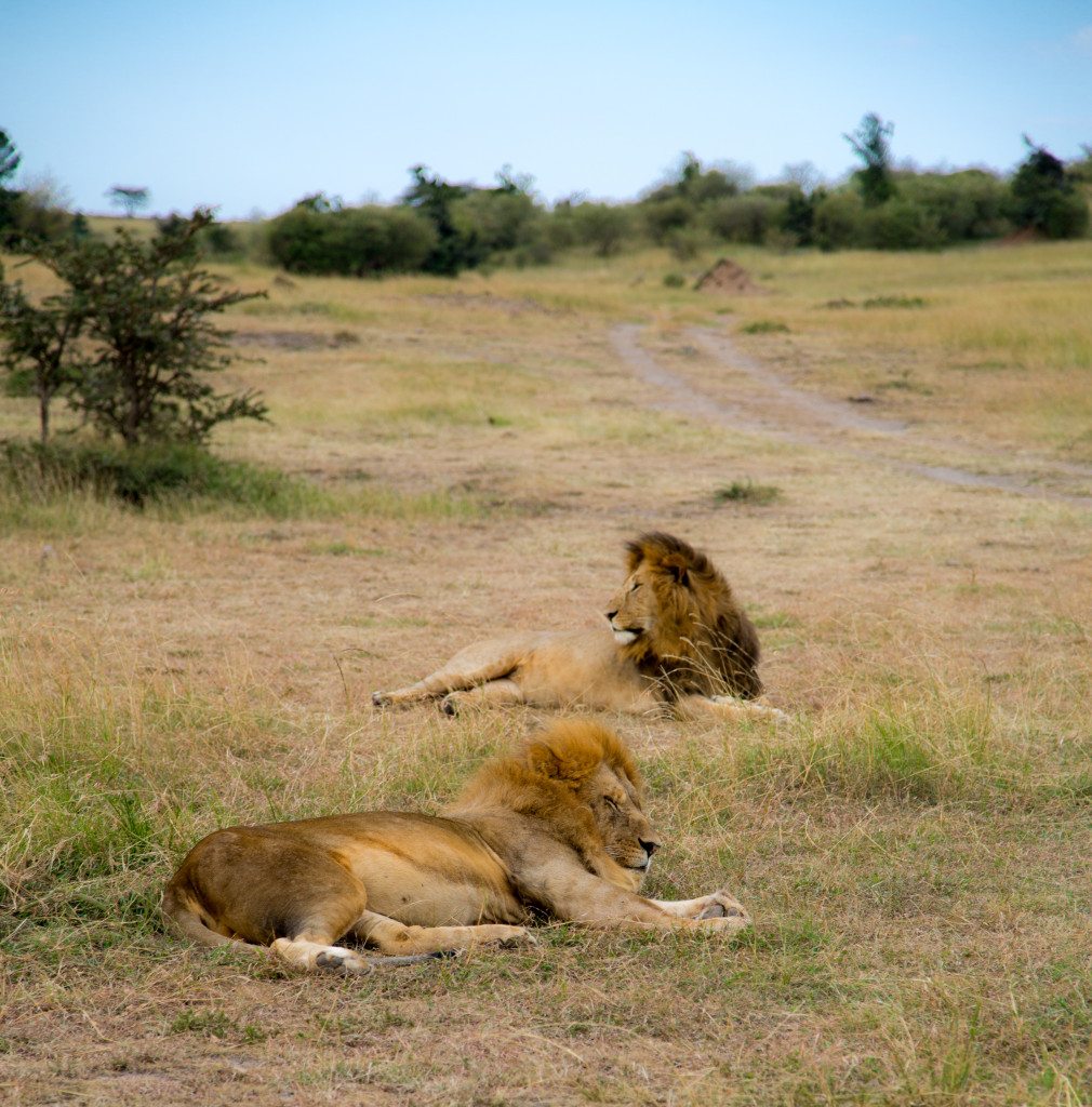 Maasai Mara, Kenya by Stephanie Sadler, Little Observationist