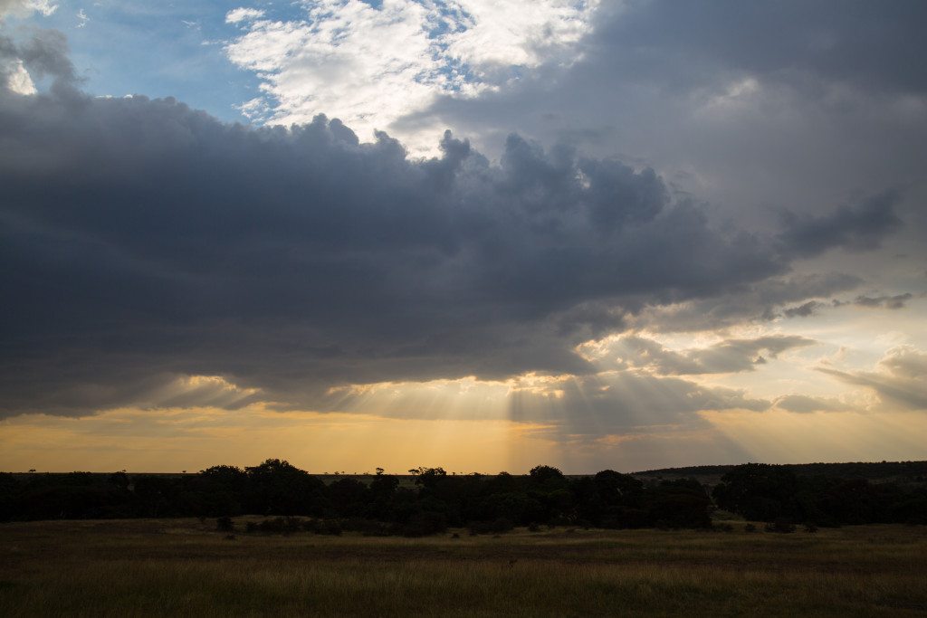 Maasai Mara, Kenya by Stephanie Sadler, Little Observationist