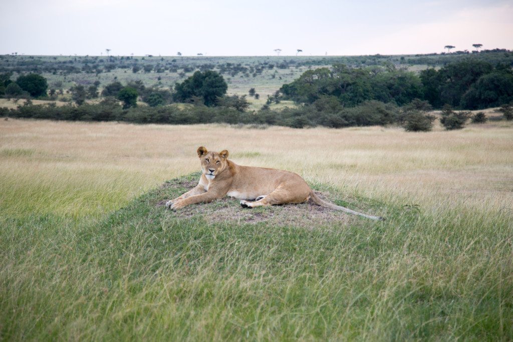 Maasai Mara, Kenya by Stephanie Sadler, Little Observationist