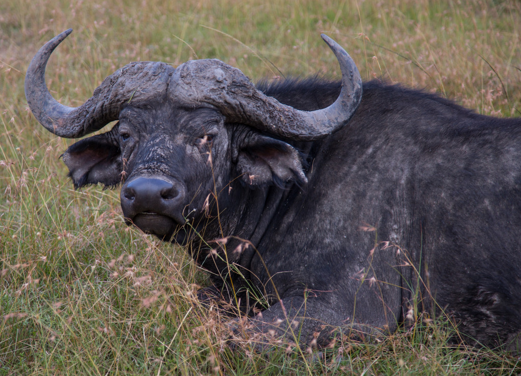 Maasai Mara, Kenya by Stephanie Sadler, Little Observationist