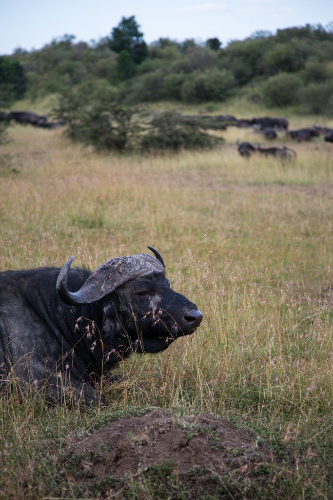 Maasai Mara, Kenya by Stephanie Sadler, Little Observationist