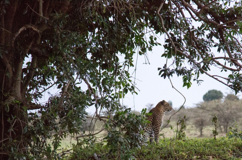 Maasai Mara, Kenya by Stephanie Sadler, Little Observationist