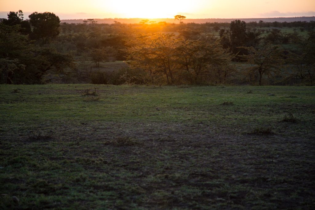 Maasai Mara, Kenya by Stephanie Sadler, Little Observationist