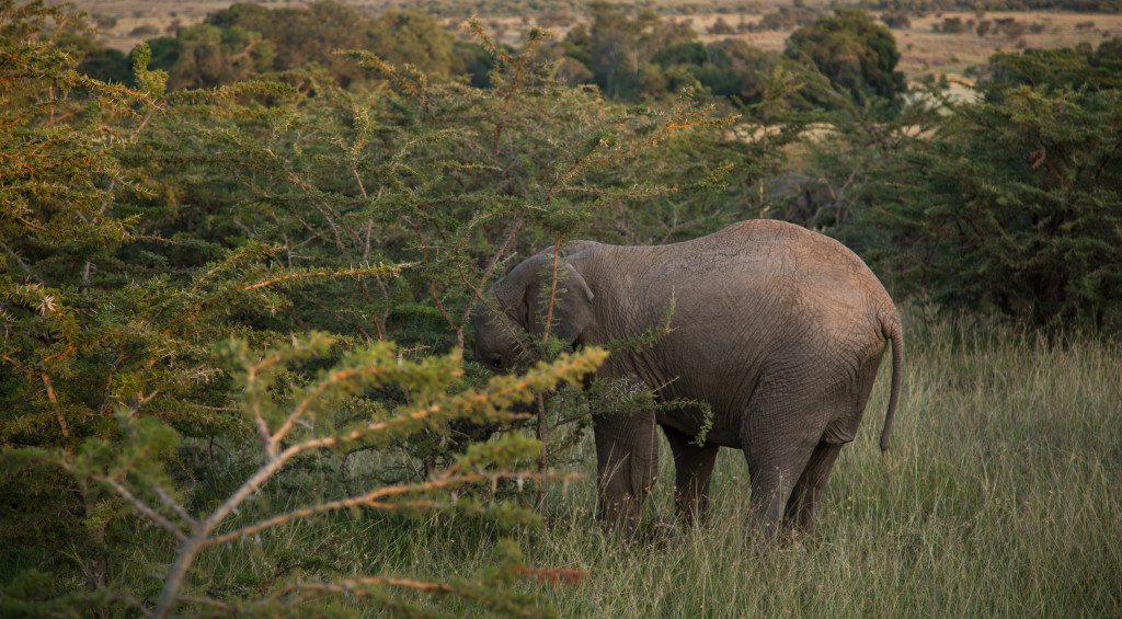 Maasai Mara, Kenya by Stephanie Sadler, Little Observationist