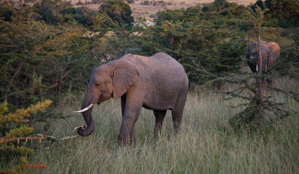 Maasai Mara, Kenya by Stephanie Sadler, Little Observationist