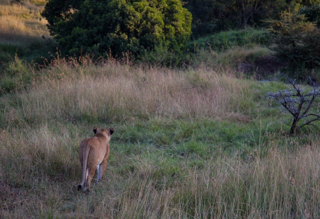 Maasai Mara, Kenya by Stephanie Sadler, Little Observationist