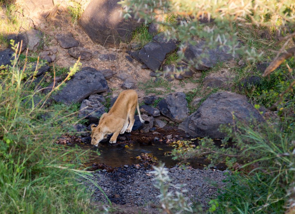 Maasai Mara, Kenya by Stephanie Sadler, Little Observationist