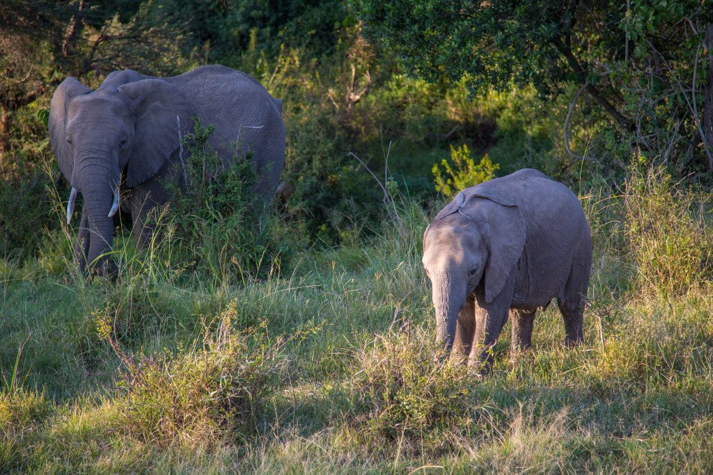 Maasai Mara, Kenya by Stephanie Sadler, Little Observationist