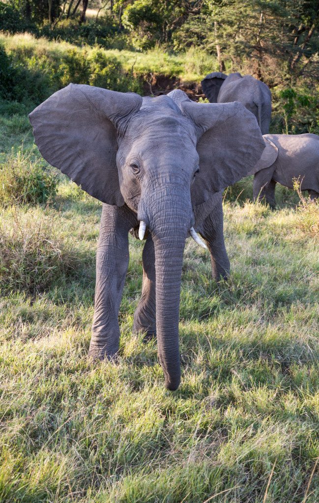 Maasai Mara, Kenya by Stephanie Sadler, Little Observationist