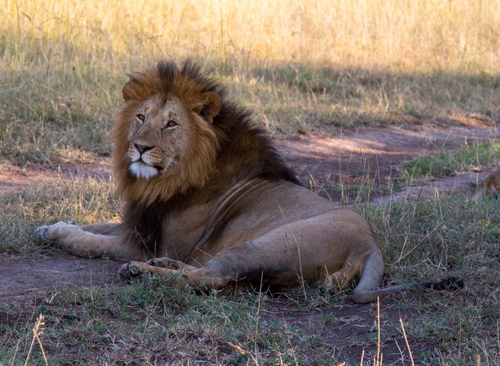 Maasai Mara, Kenya by Stephanie Sadler, Little Observationist