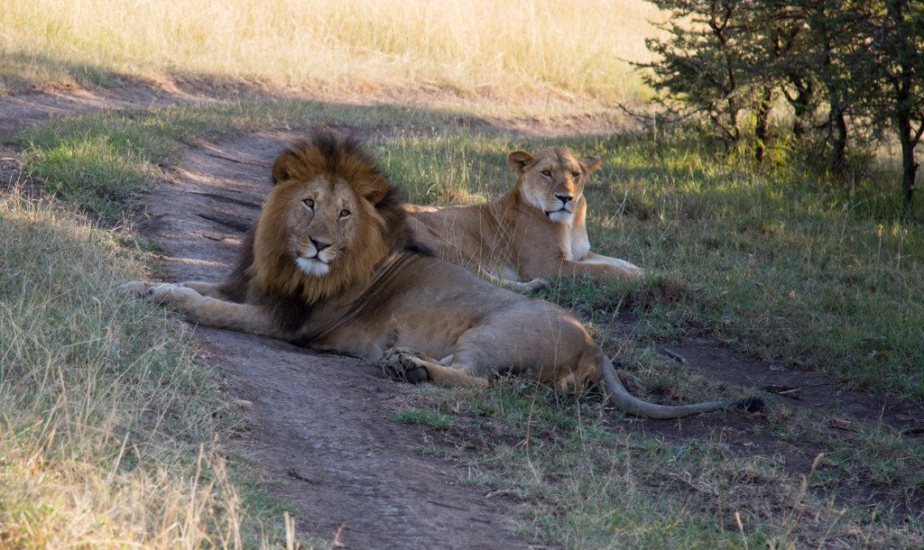 Maasai Mara, Kenya by Stephanie Sadler, Little Observationist