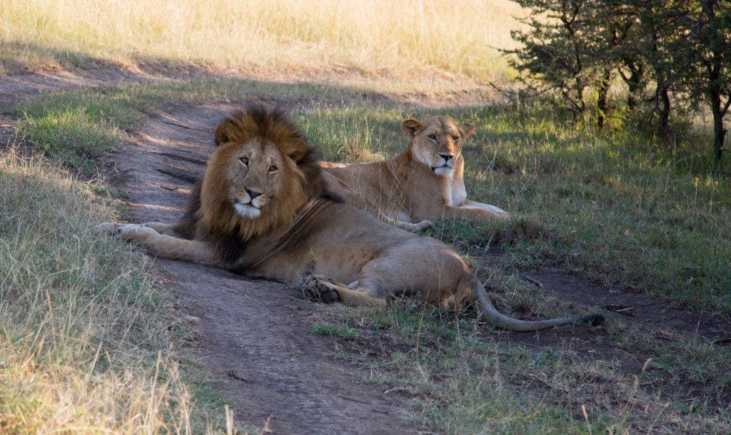 Maasai Mara, Kenya by Stephanie Sadler, Little Observationist