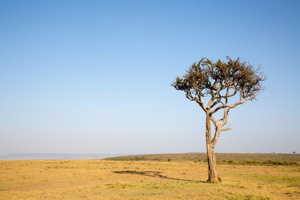 Maasai Mara, Kenya by Stephanie Sadler, Little Observationist