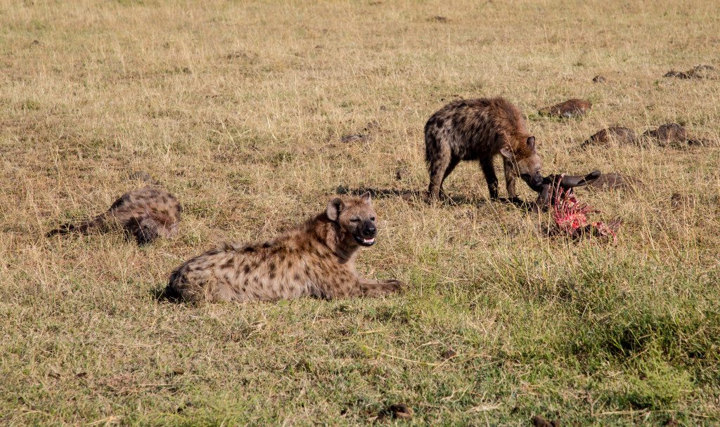 Maasai Mara, Kenya by Stephanie Sadler, Little Observationist