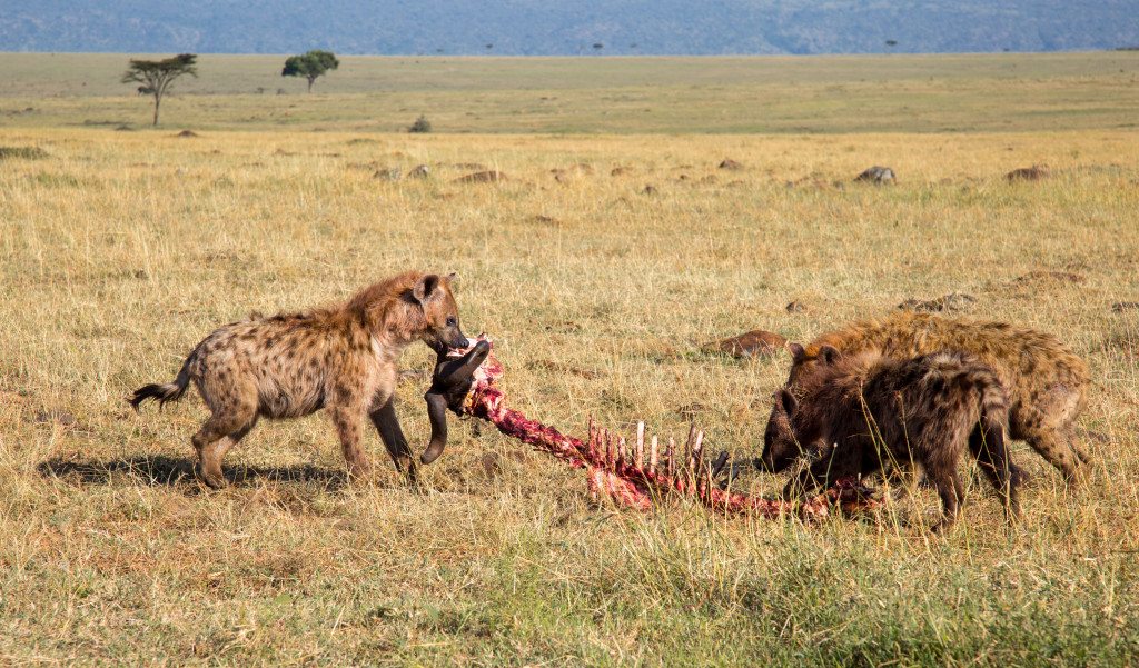 Maasai Mara, Kenya by Stephanie Sadler, Little Observationist