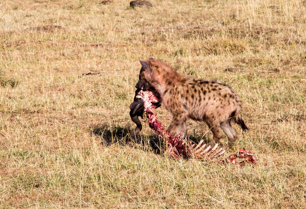 Maasai Mara, Kenya by Stephanie Sadler, Little Observationist