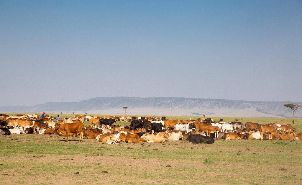 Maasai Mara, Kenya by Stephanie Sadler, Little Observationist