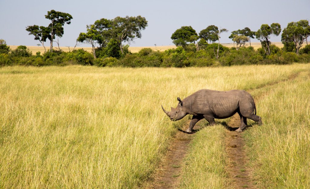 Maasai Mara, Kenya by Stephanie Sadler, Little Observationist