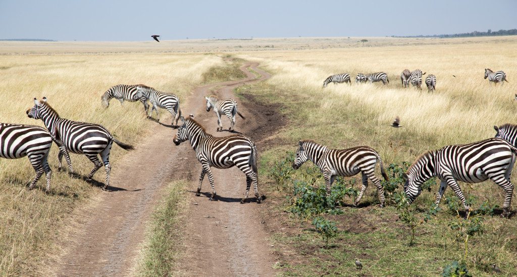 Maasai Mara, Kenya by Stephanie Sadler, Little Observationist