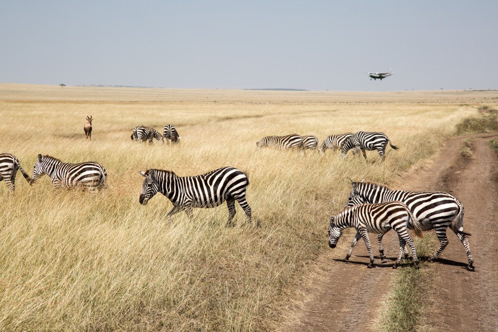 Maasai Mara, Kenya by Stephanie Sadler, Little Observationist