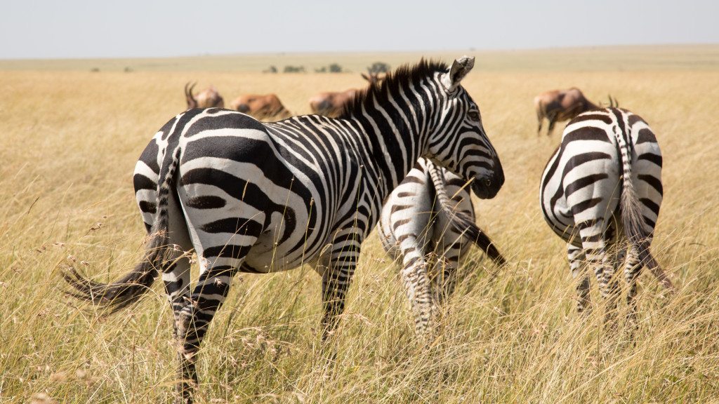 Maasai Mara, Kenya by Stephanie Sadler, Little Observationist