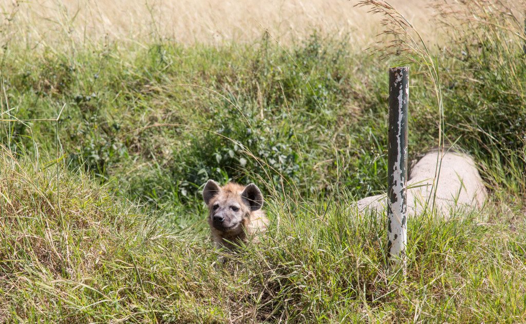 Maasai Mara, Kenya by Stephanie Sadler, Little Observationist