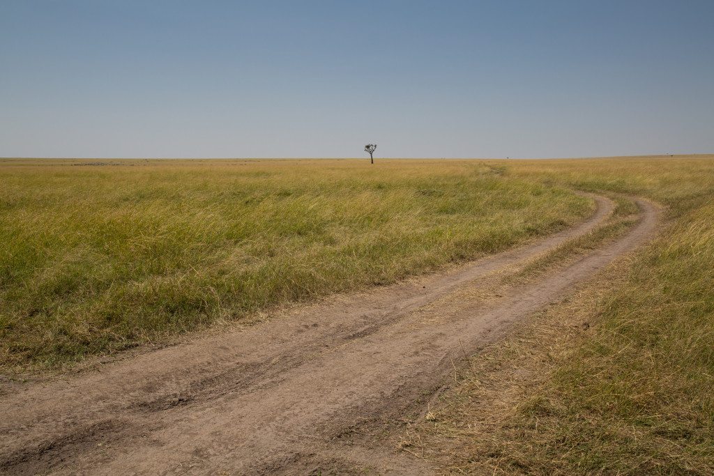 Maasai Mara, Kenya by Stephanie Sadler, Little Observationist