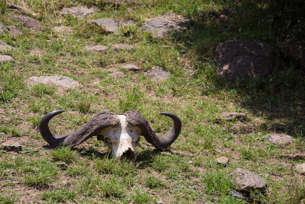 Maasai Mara, Kenya by Stephanie Sadler, Little Observationist