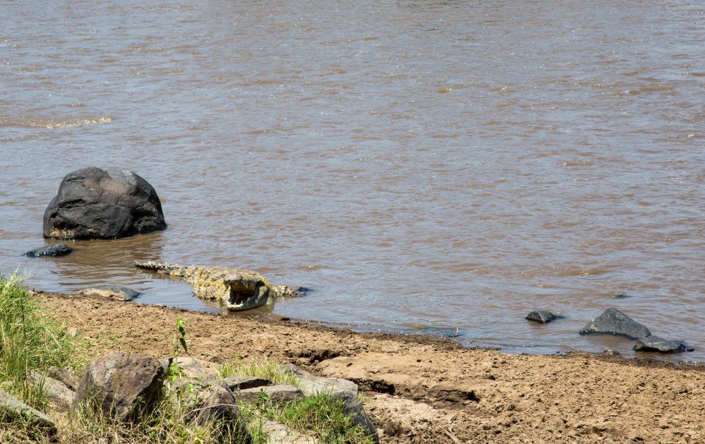 Maasai Mara, Kenya by Stephanie Sadler, Little Observationist