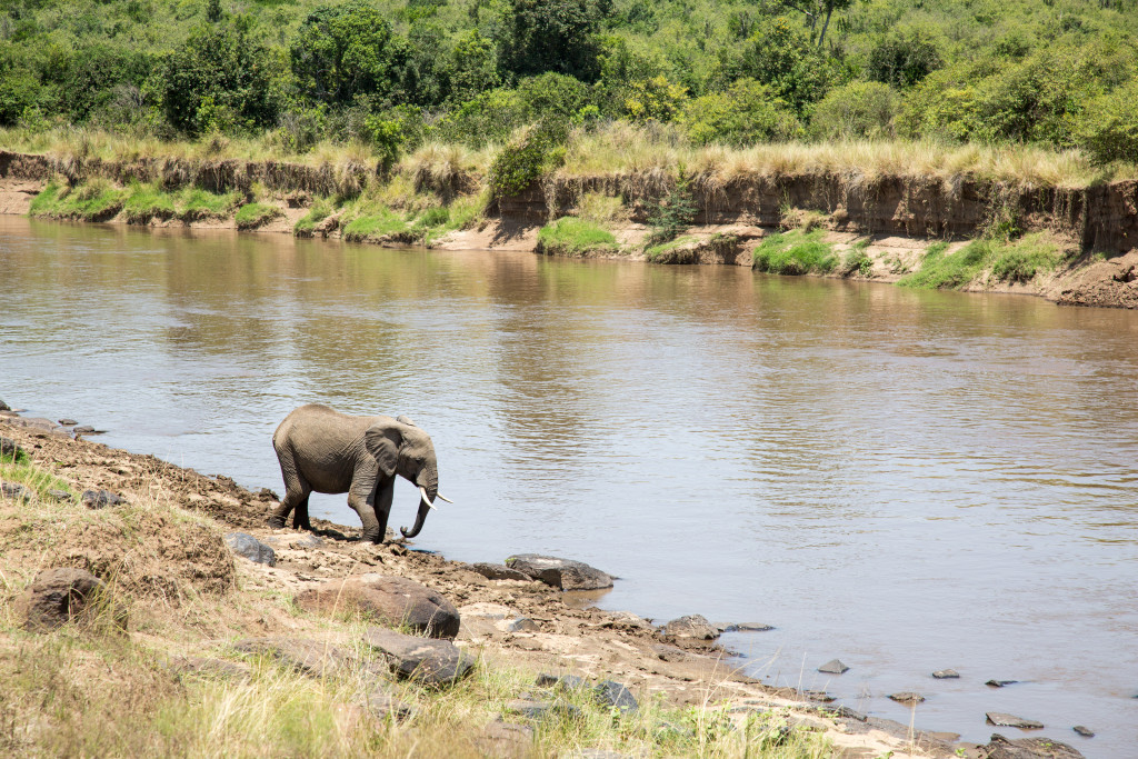 Maasai Mara, Kenya by Stephanie Sadler, Little Observationist