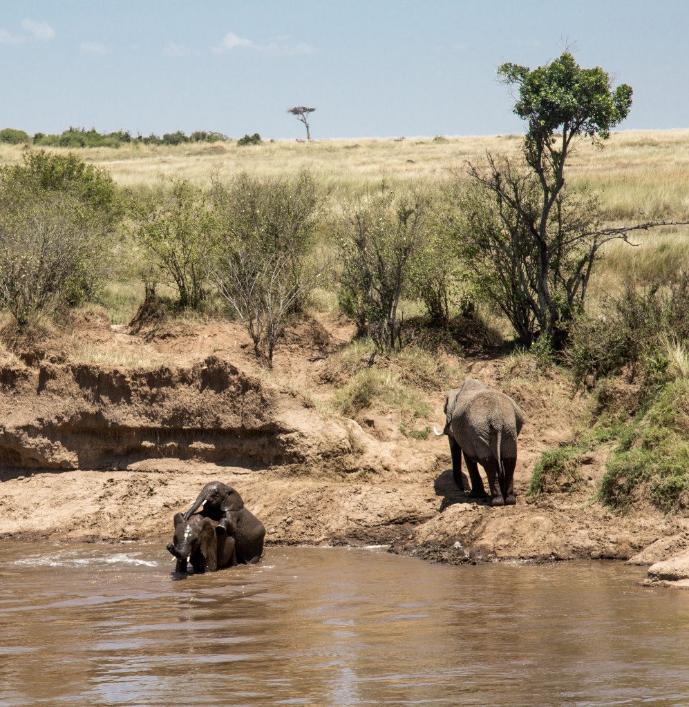 Maasai Mara, Kenya by Stephanie Sadler, Little Observationist