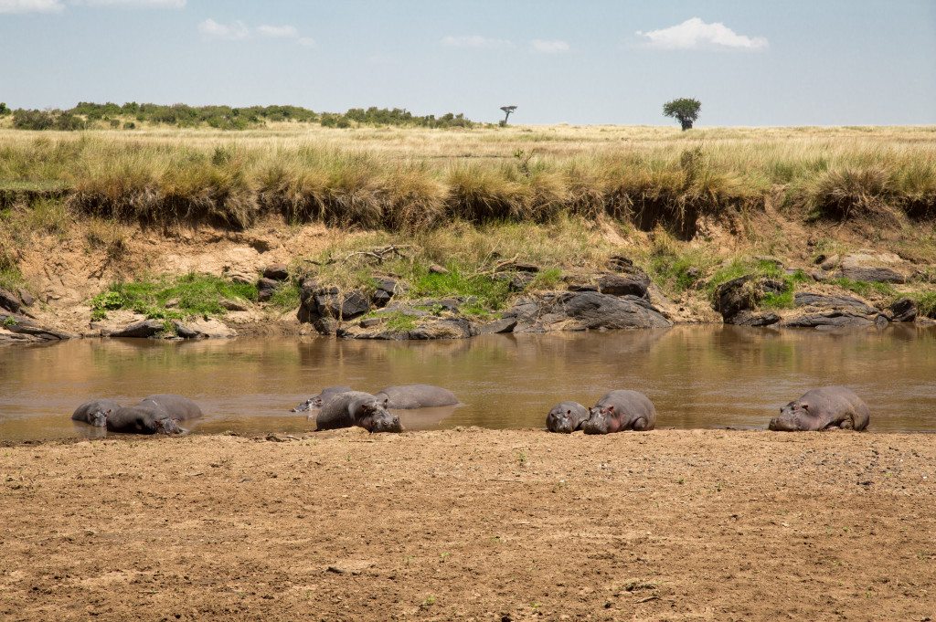 Maasai Mara, Kenya by Stephanie Sadler, Little Observationist