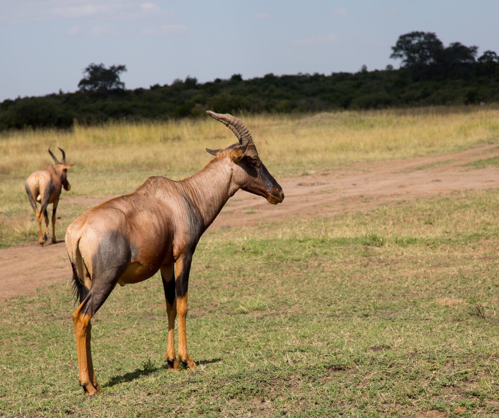 Maasai Mara, Kenya by Stephanie Sadler, Little Observationist