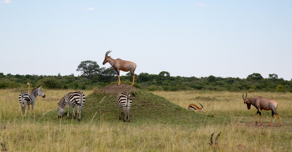 Maasai Mara, Kenya by Stephanie Sadler, Little Observationist