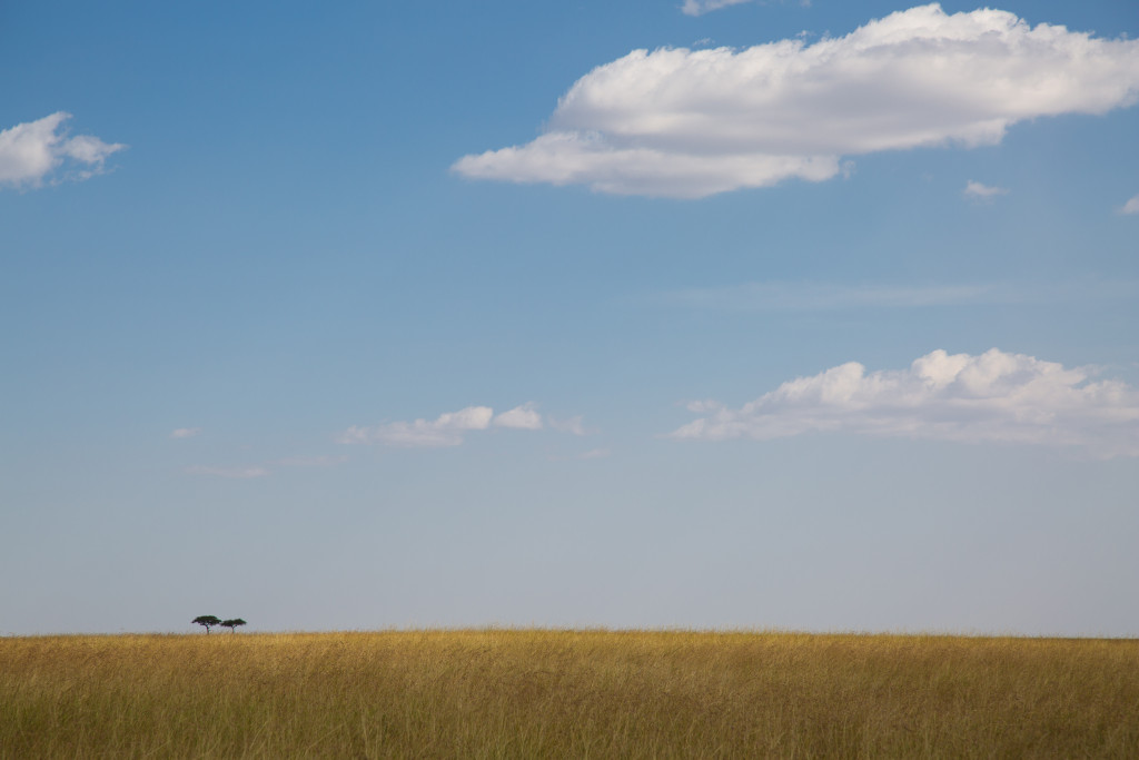 Maasai Mara, Kenya by Stephanie Sadler, Little Observationist